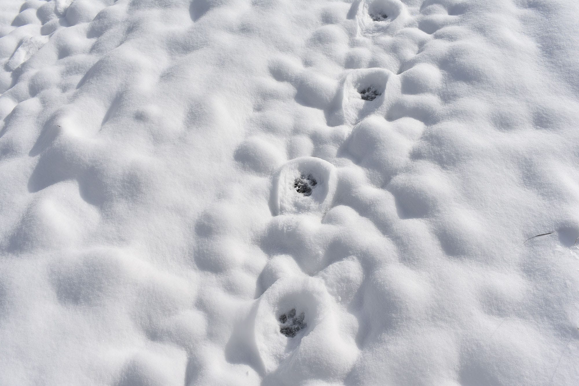 thegravelriders-coug-print-2 cougar tracks in the snow