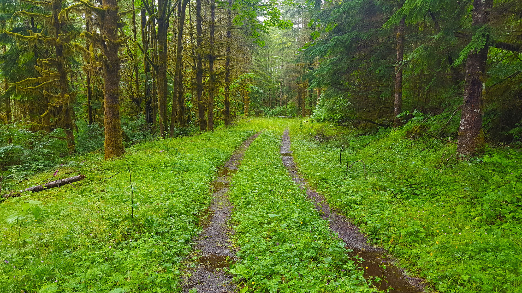 overgrown gravel road