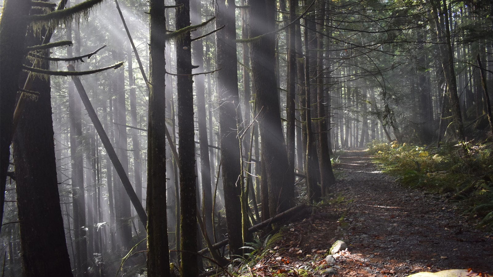 Gravel route through open meadow with mountain backdrop
