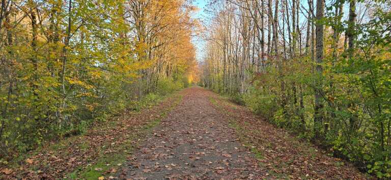 Wide gravel road through Washington State forest
